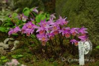 pleione